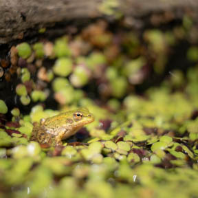 15-frosch.jpg